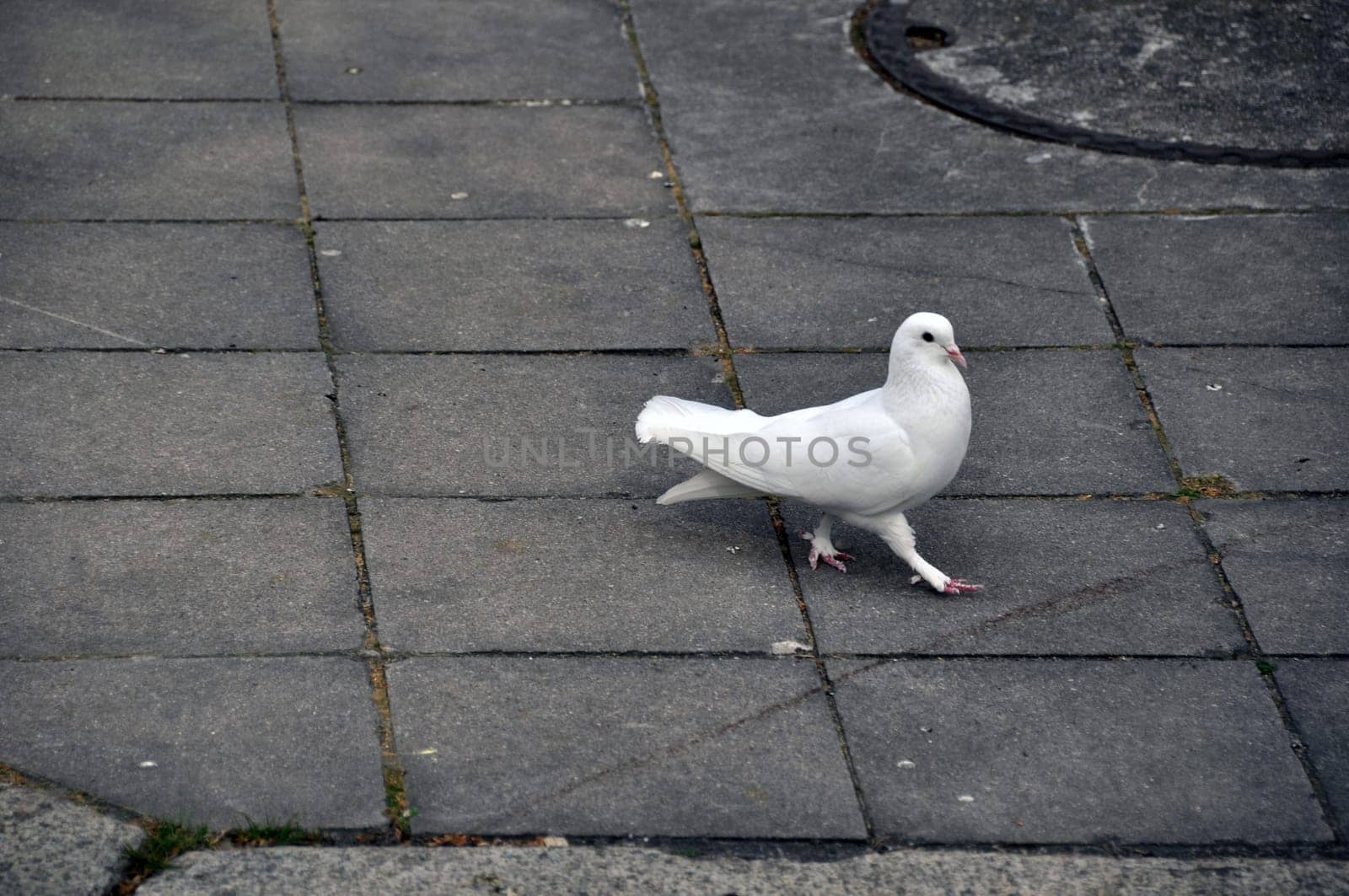White dove