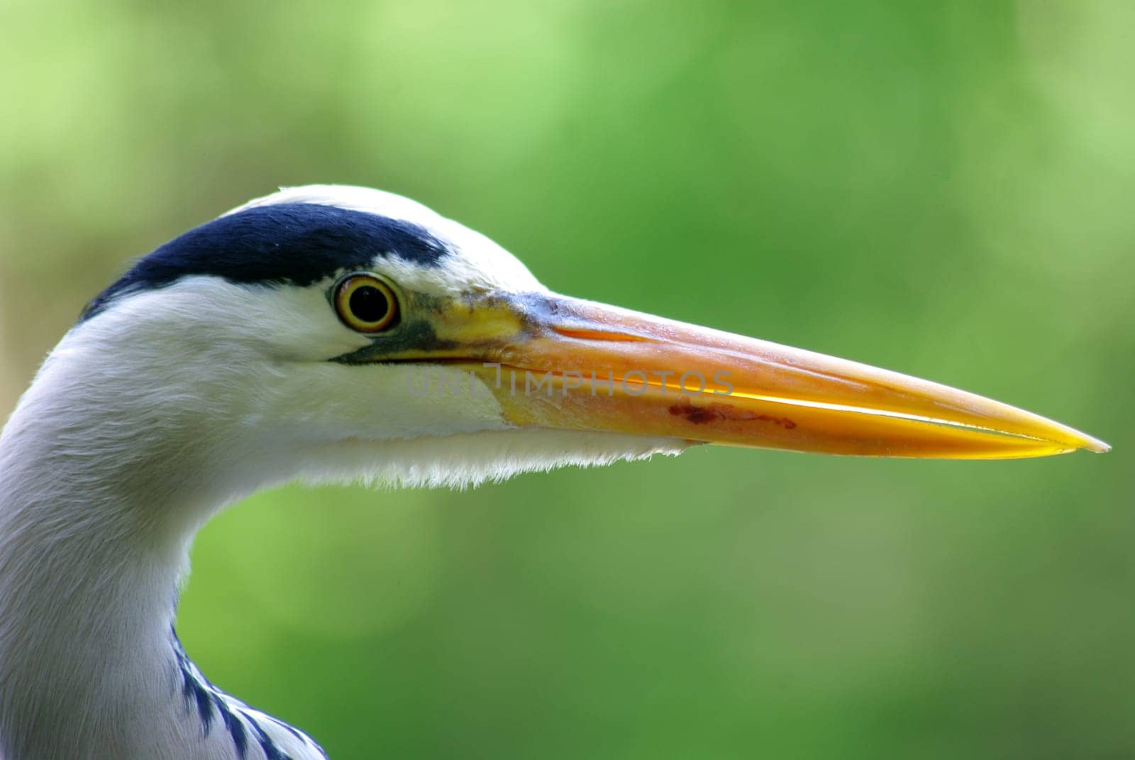 BERLIN GREY HERON