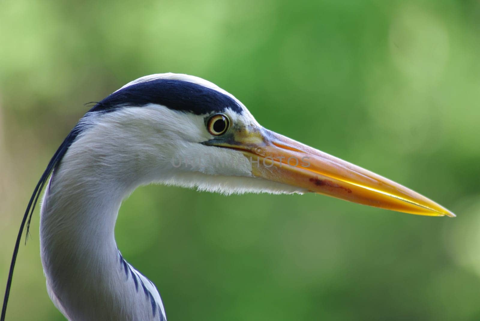 BERLIN GREY HERON