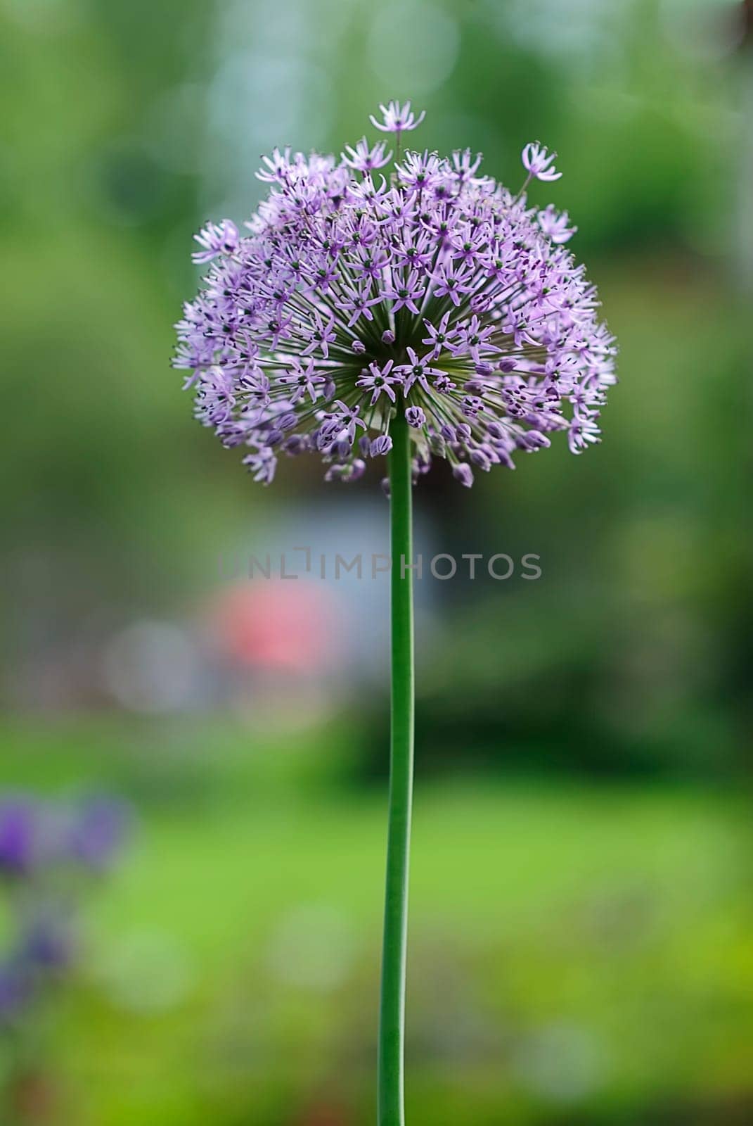 Giant Garlic 1