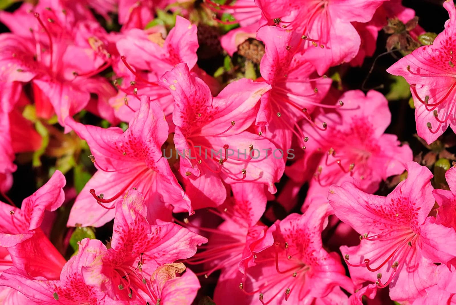 rhododendron 13