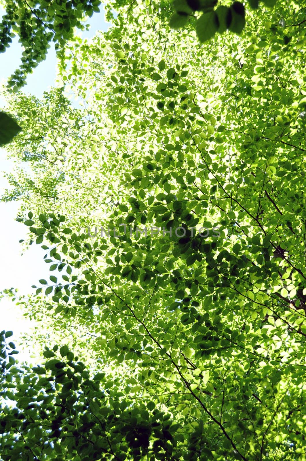 Beech leaves in spring 2