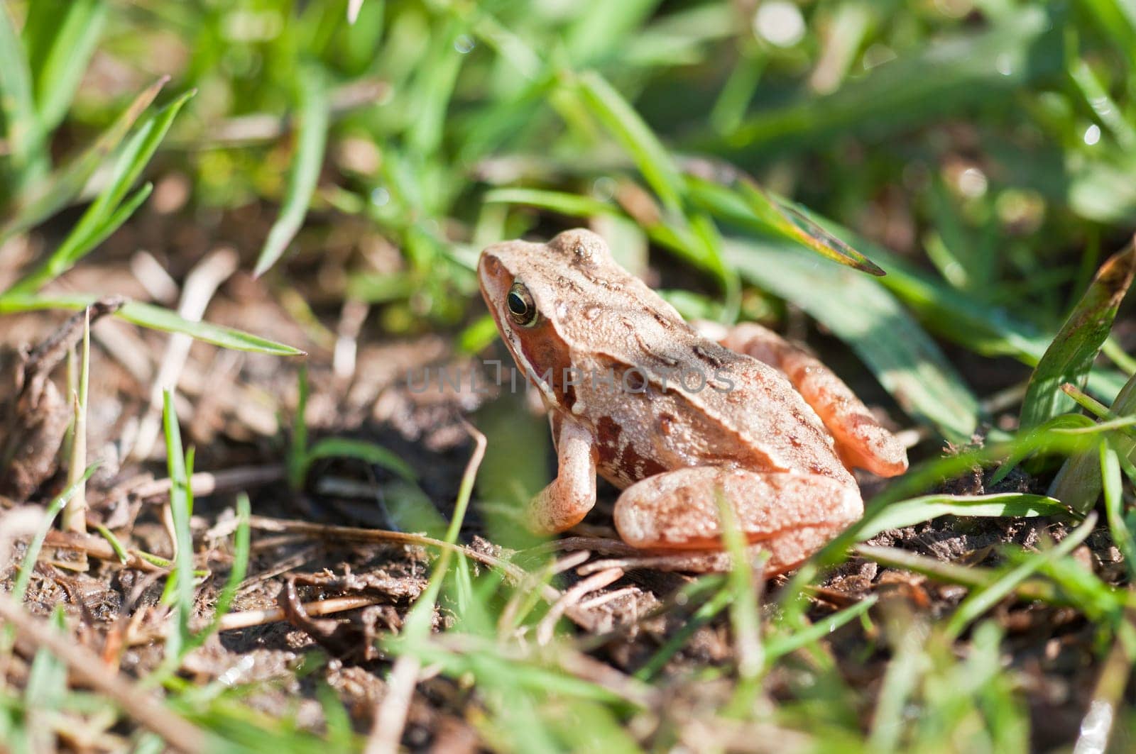 Common Frog - Rana temporaria