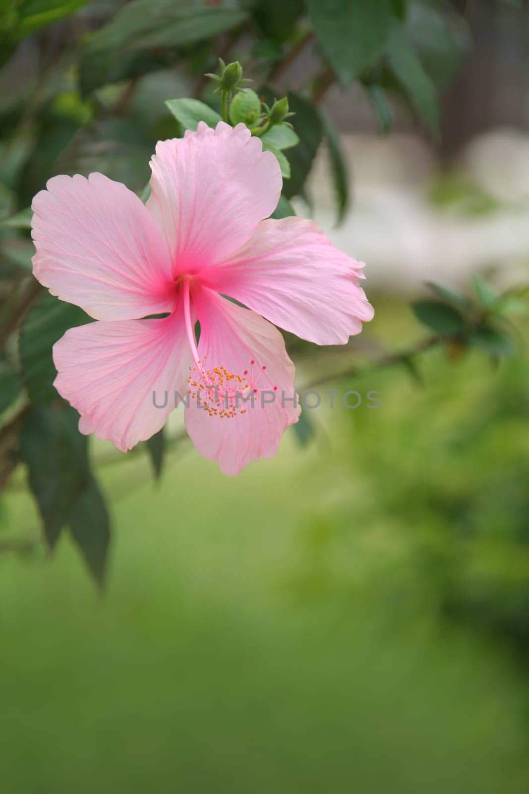 Hibiscus flower with copyspace