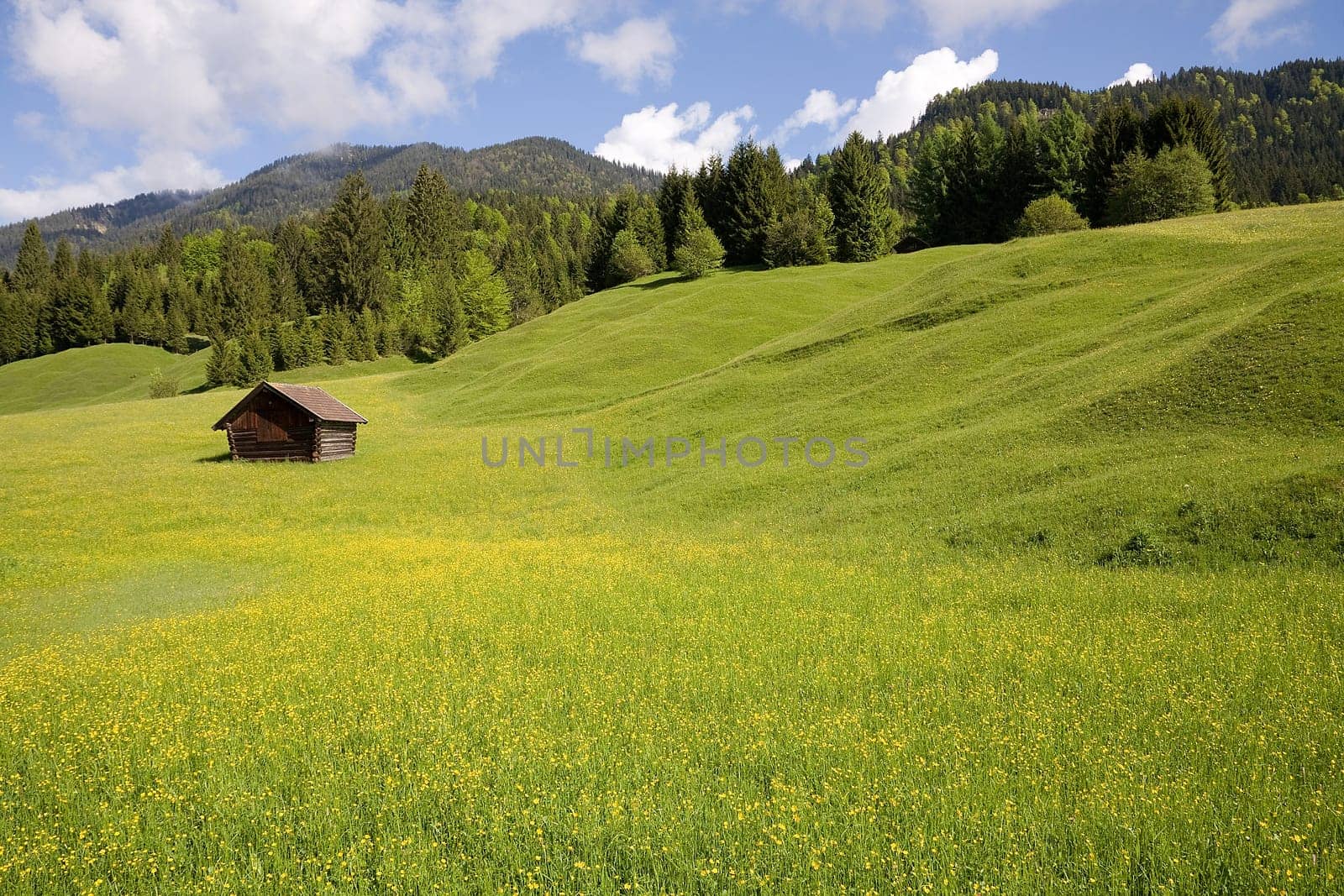 Pasture