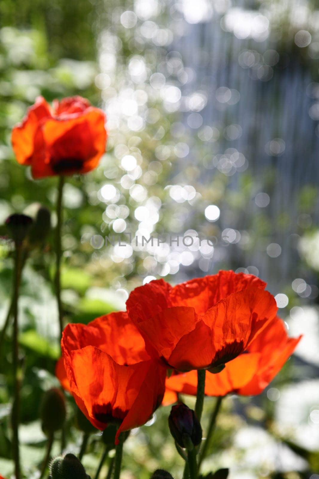 Ornamental poppies at the garden pond
