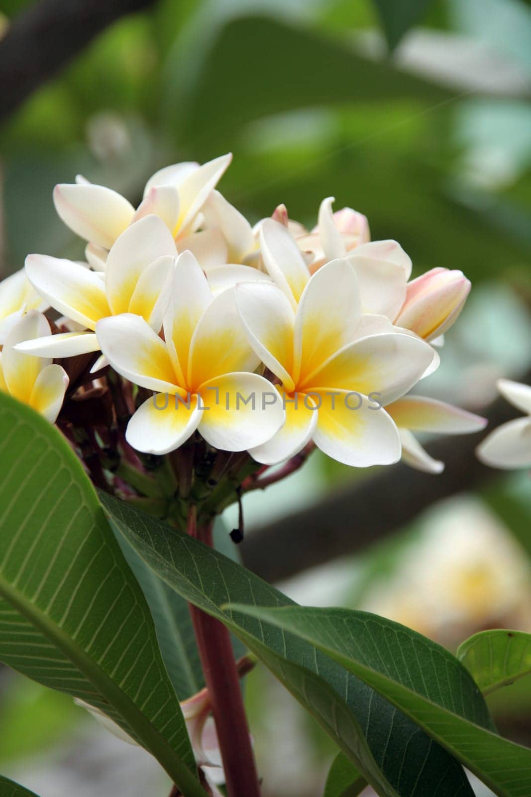 Frangipani