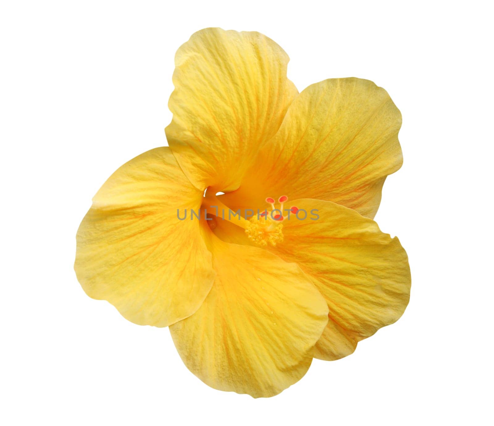 Hibiscus flower isolated, path included