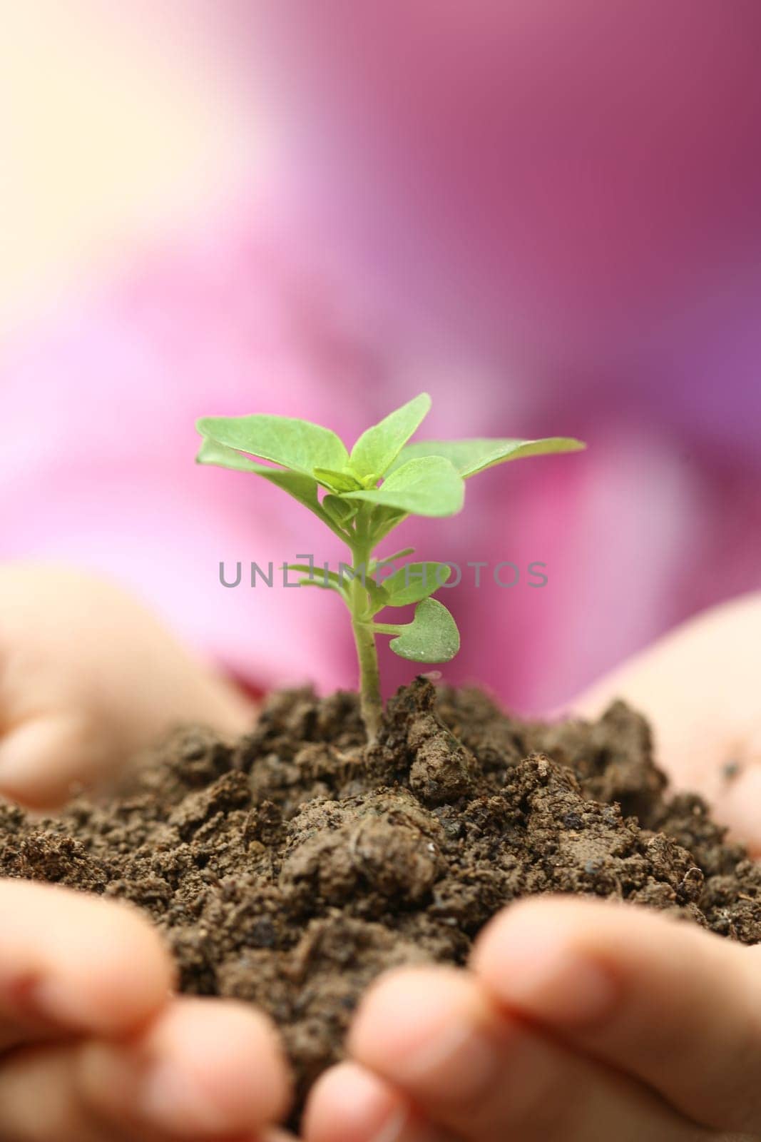 growth sapling