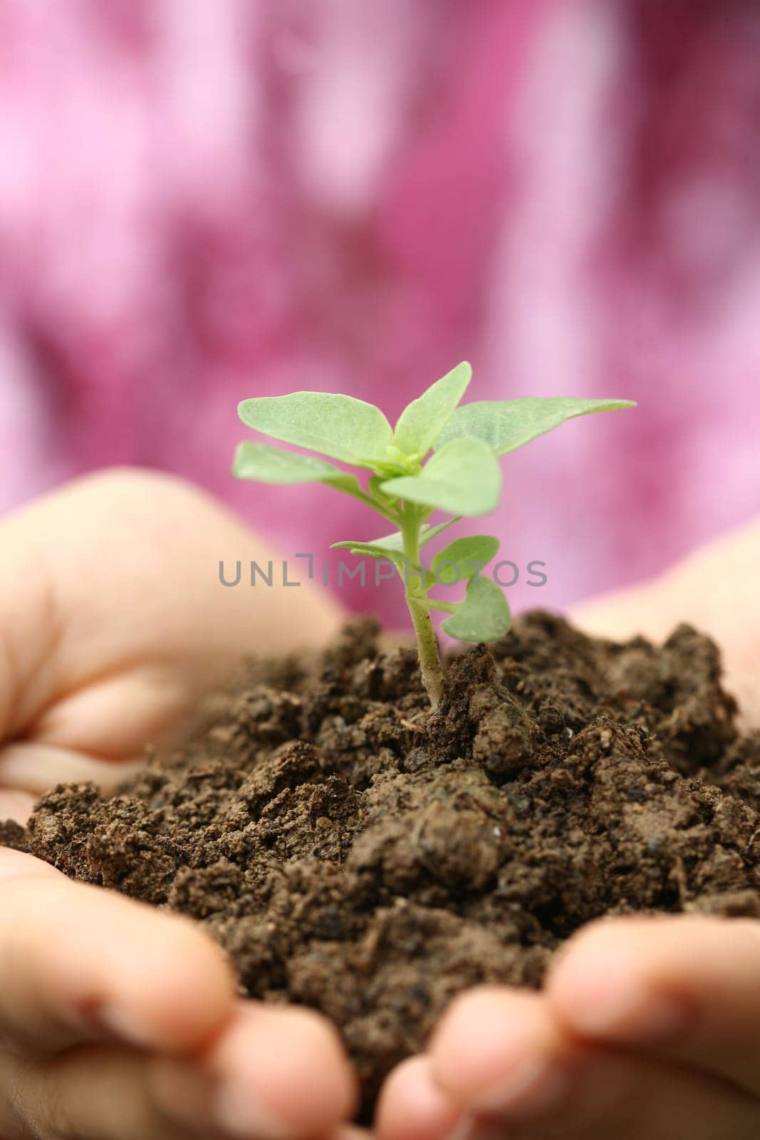 growth sapling