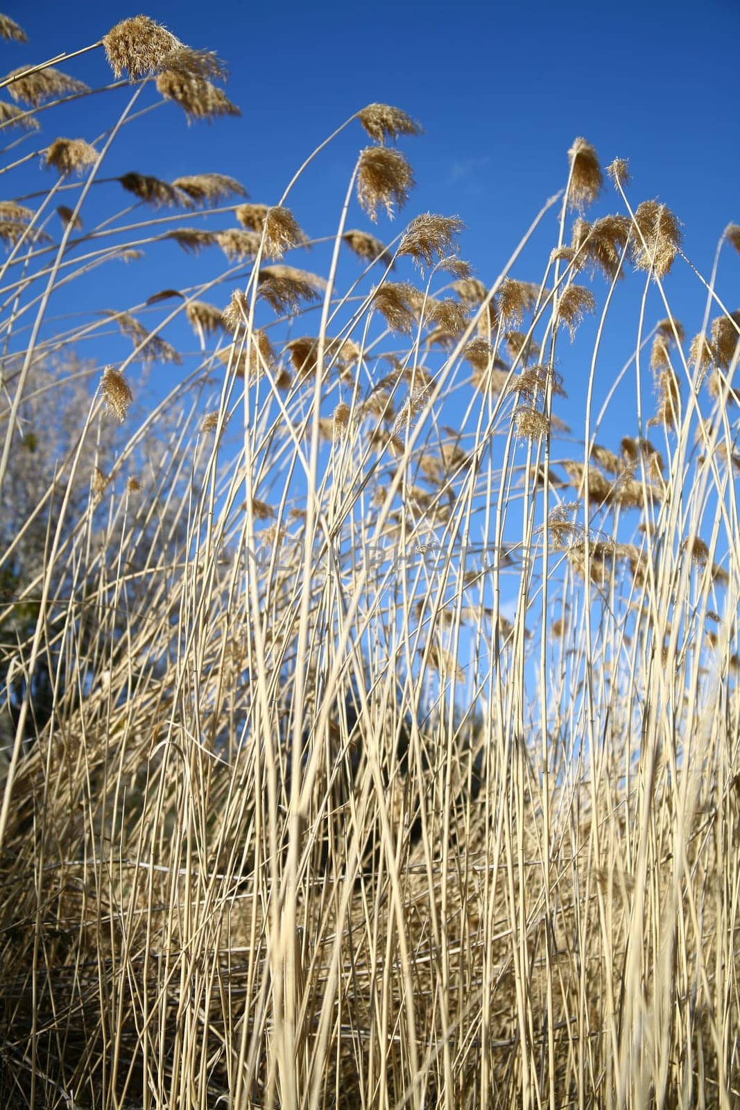 reed background