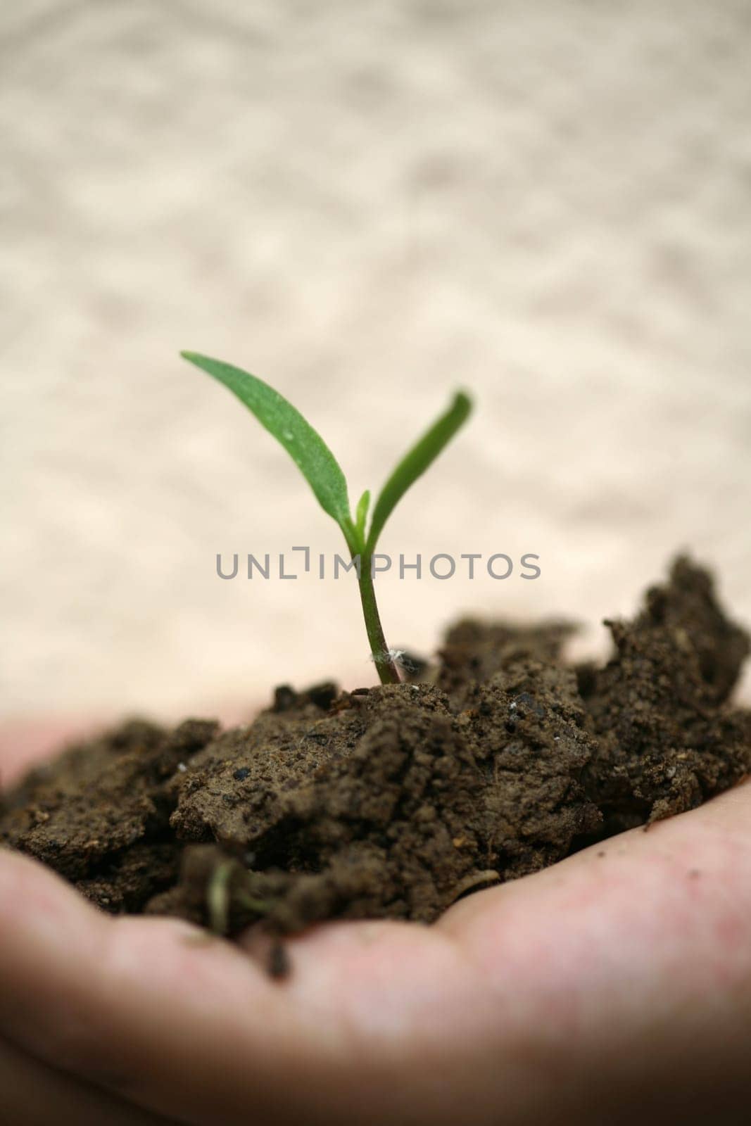 sapling background