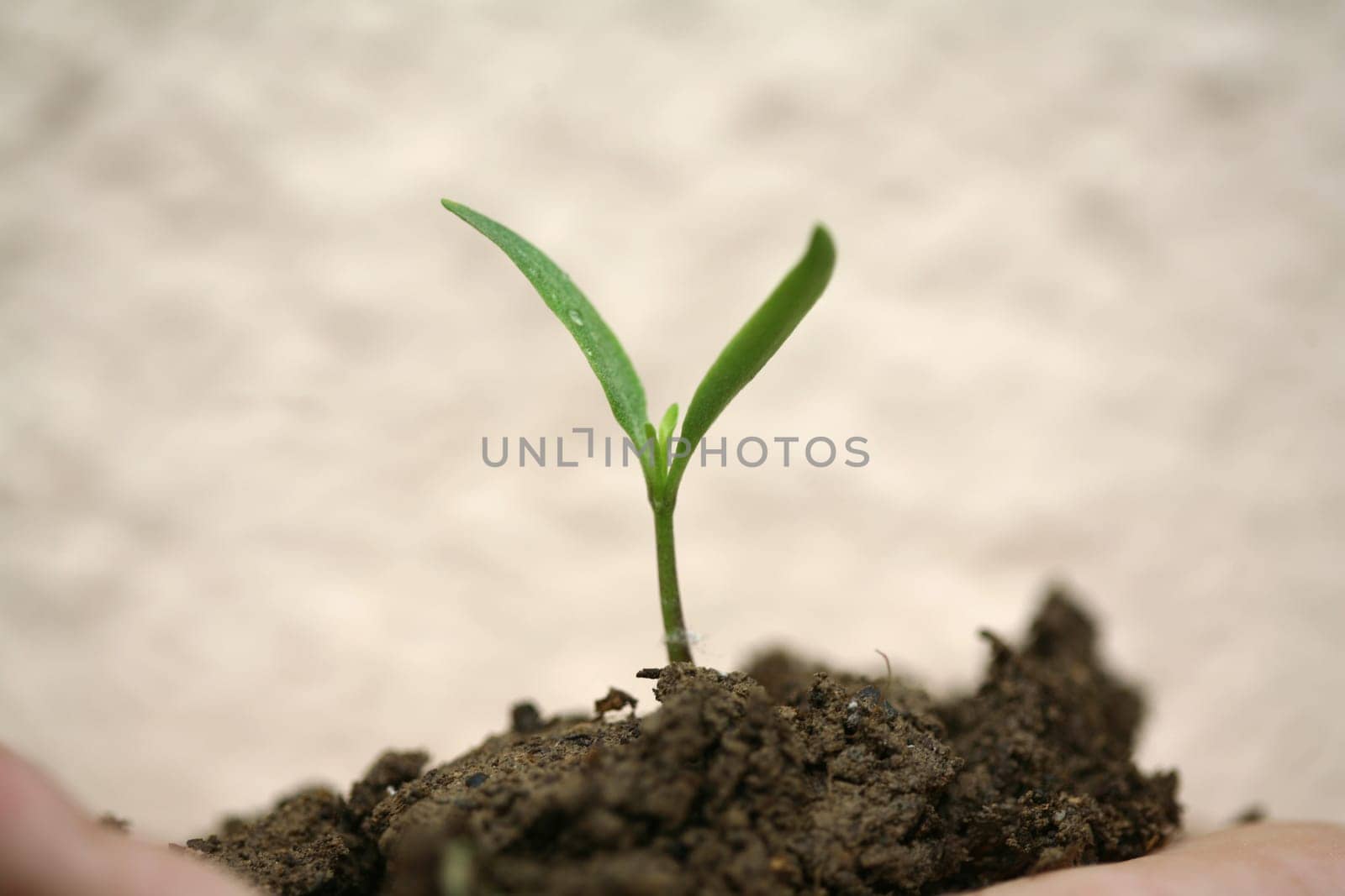 sapling background