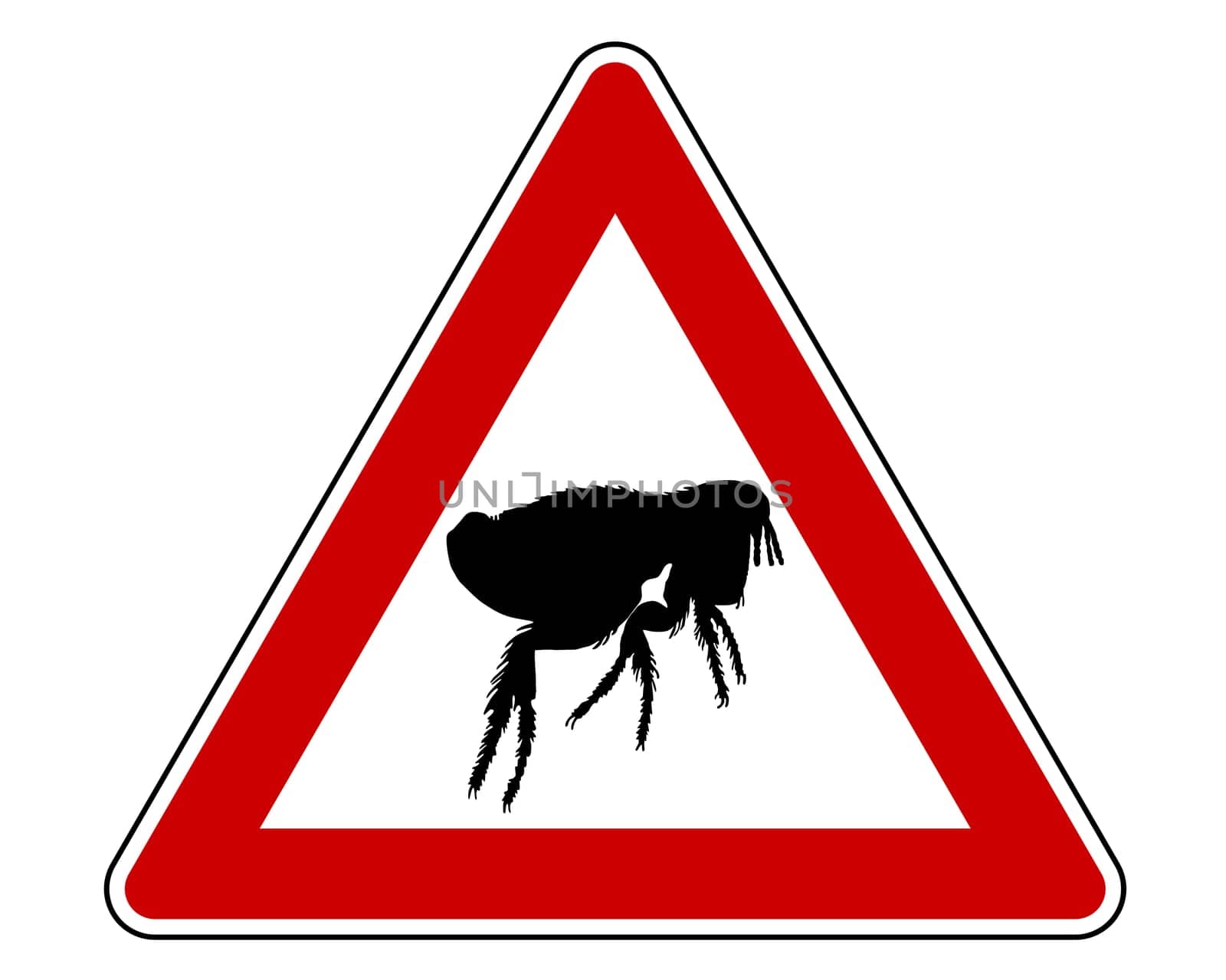 Attention flea