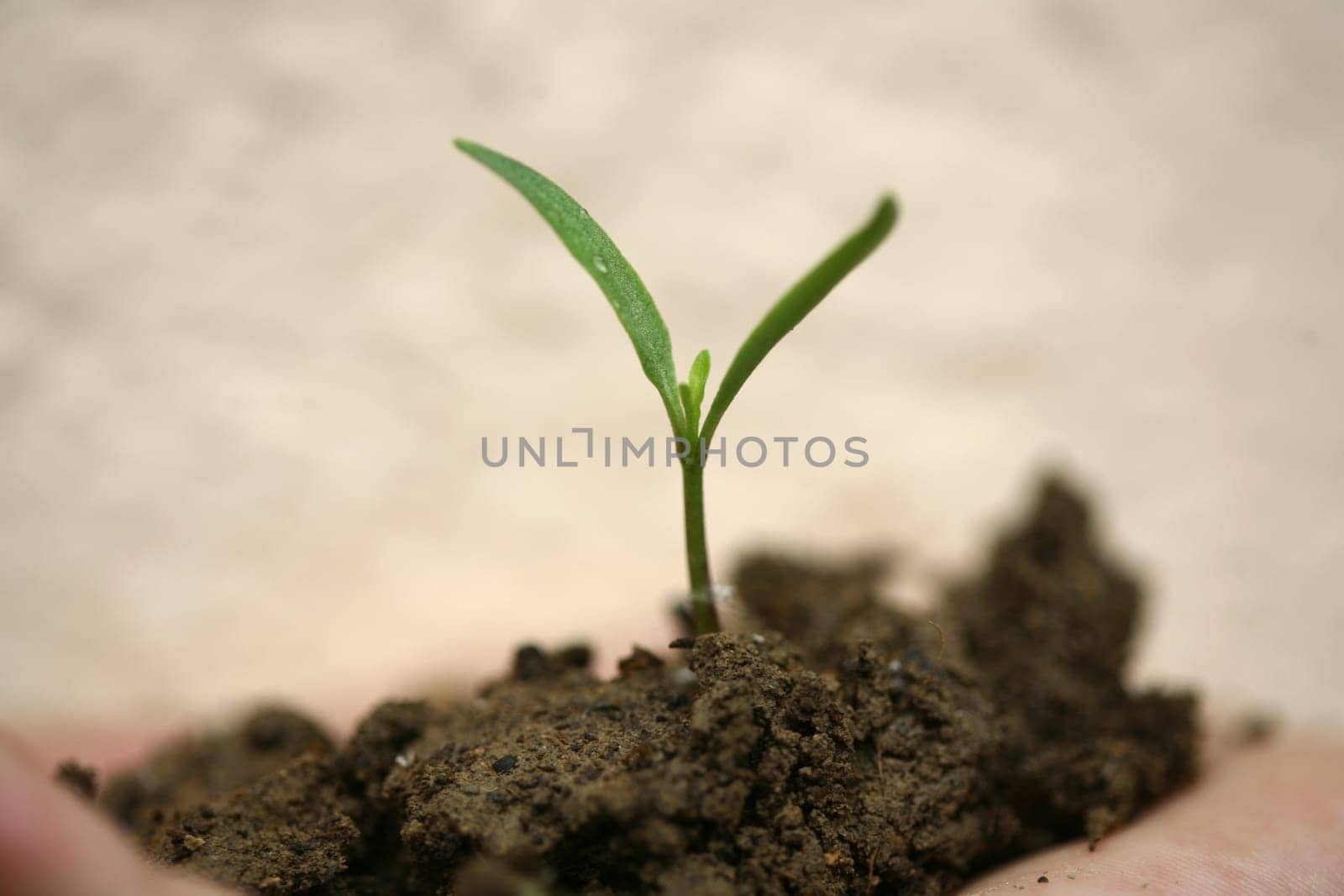 sapling background