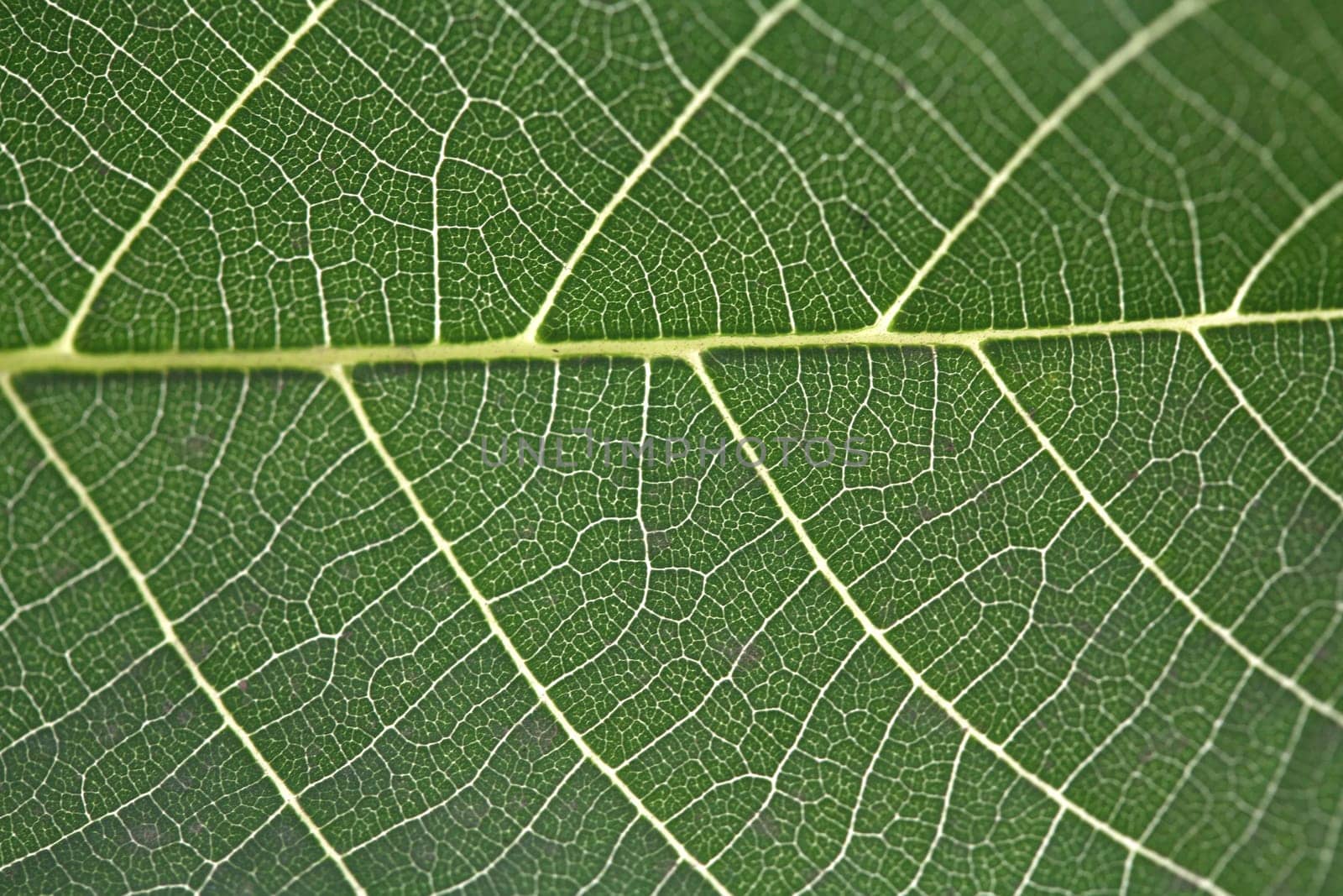 leaf background