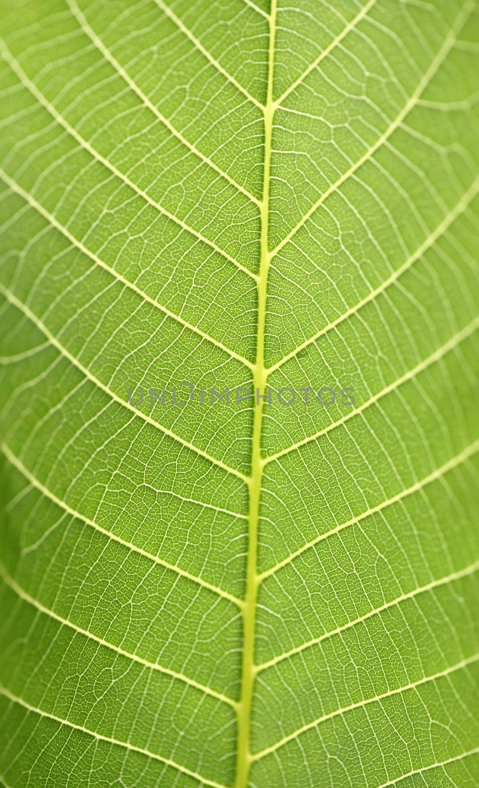 leaf background