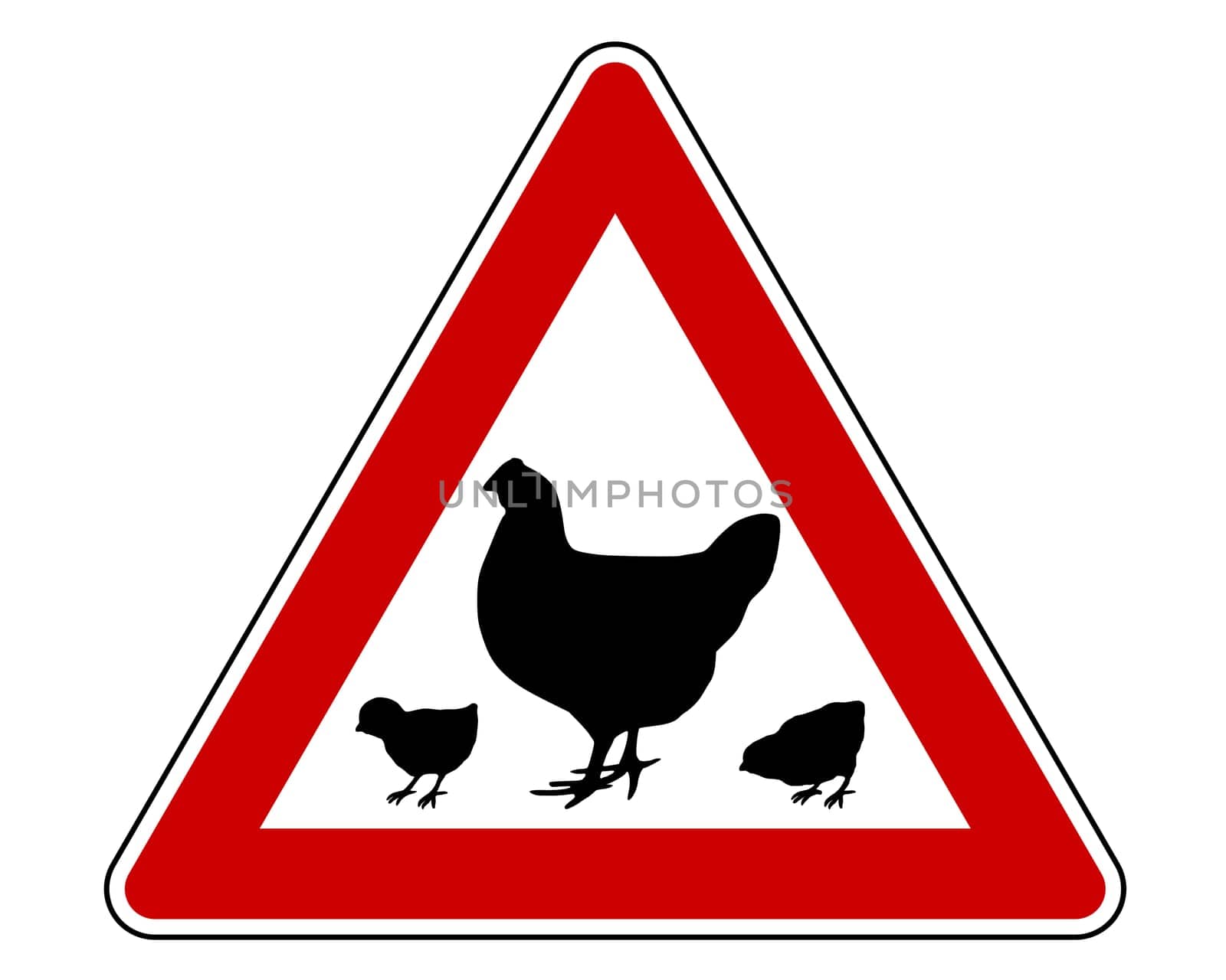 Attention chicken and chicks