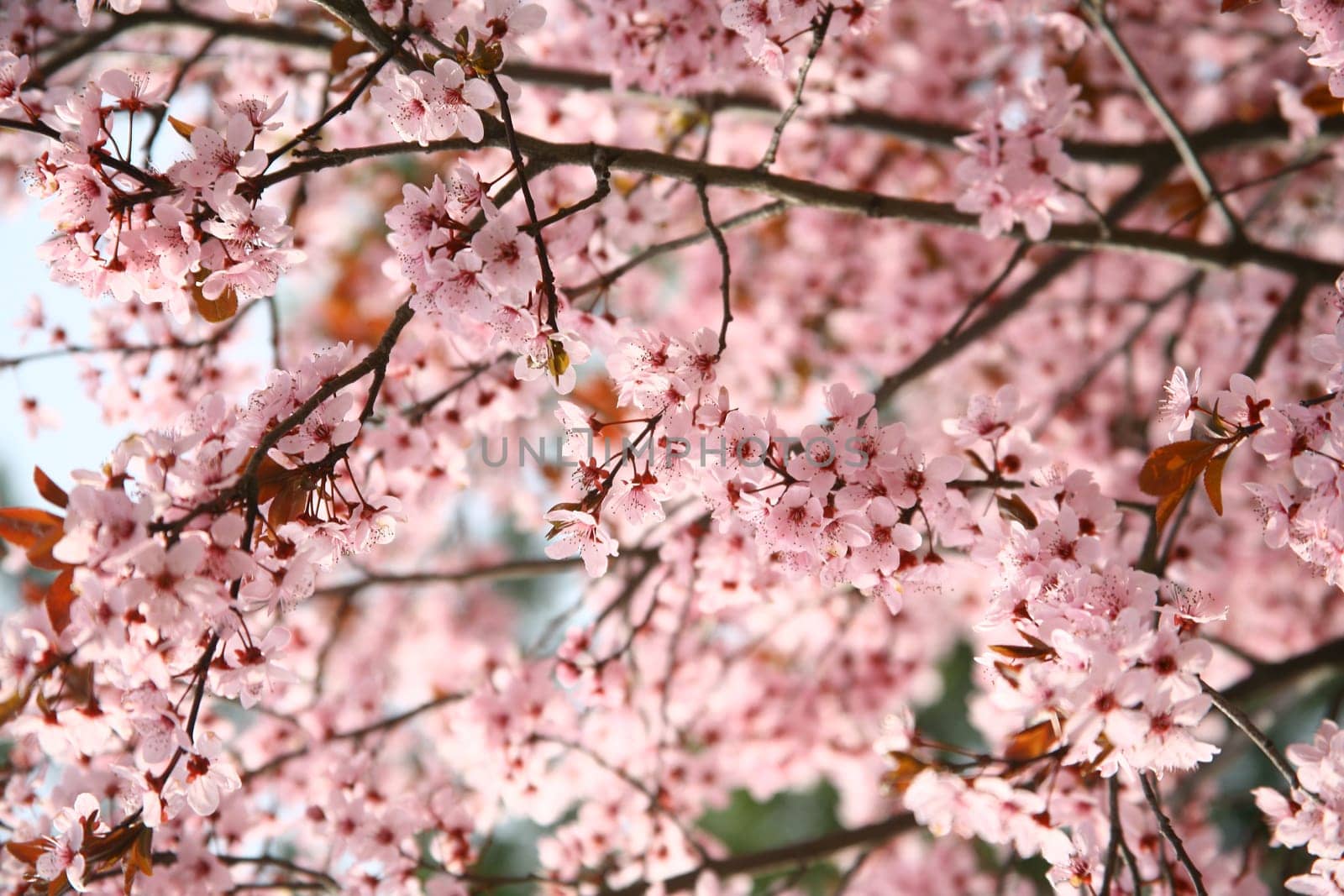 spring