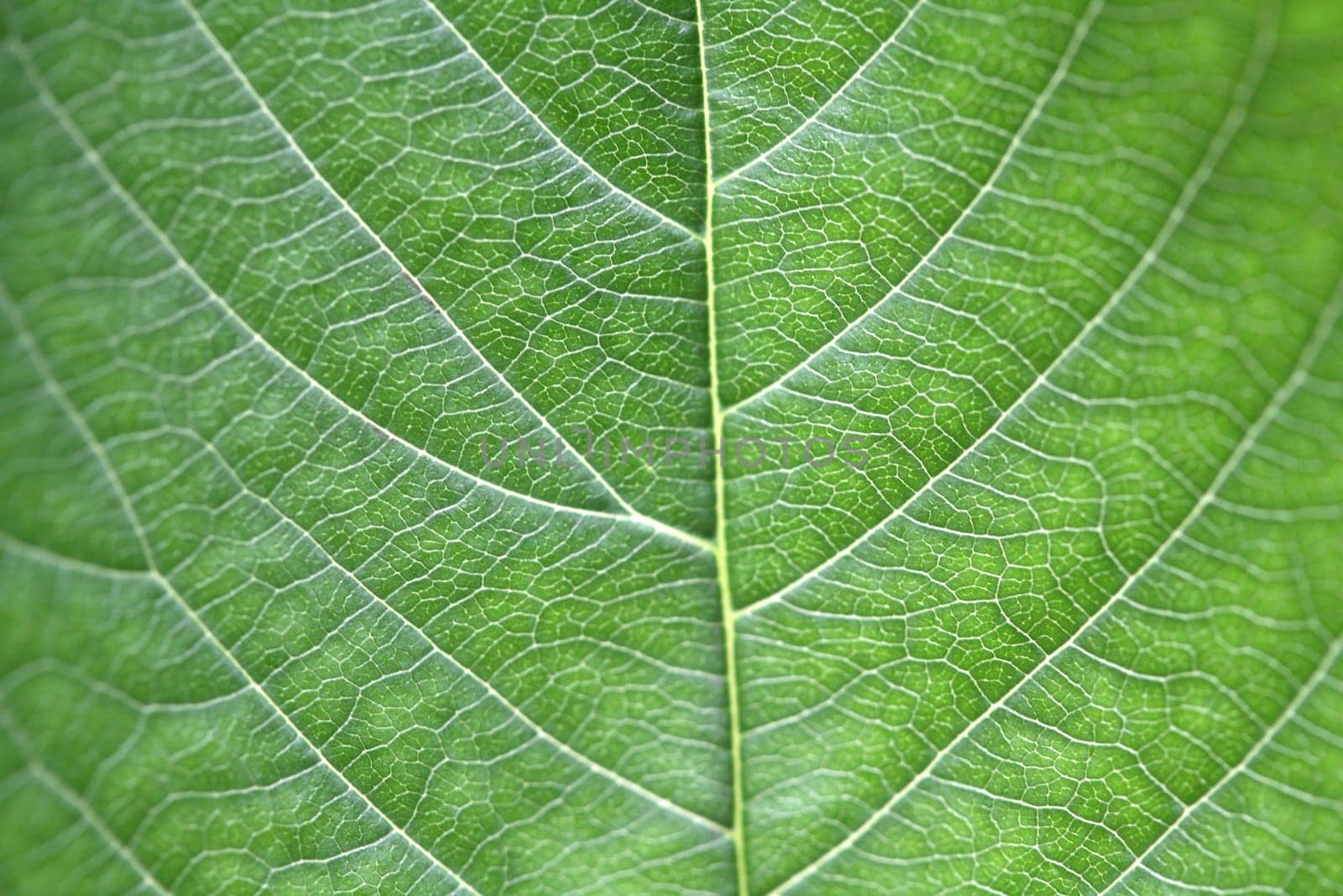 leaf background