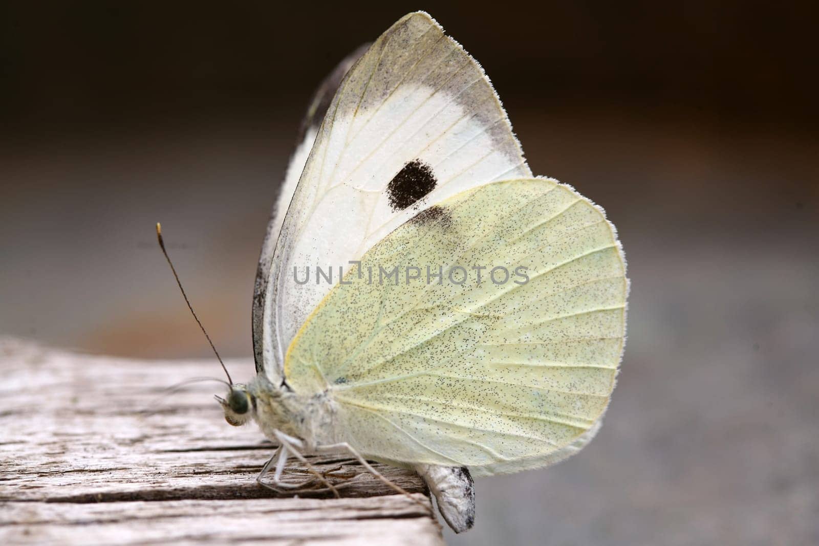 butterfly background