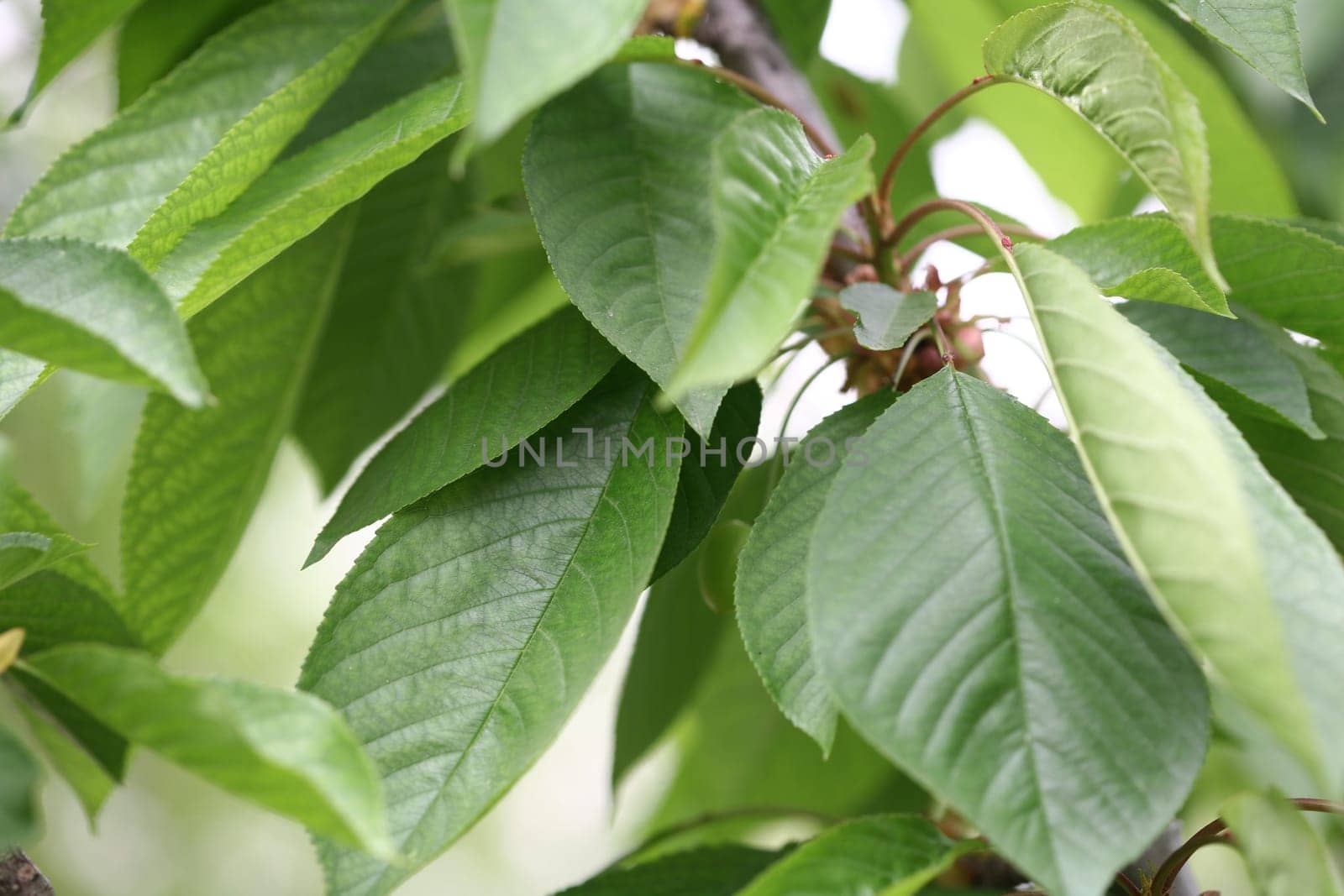 leaf background