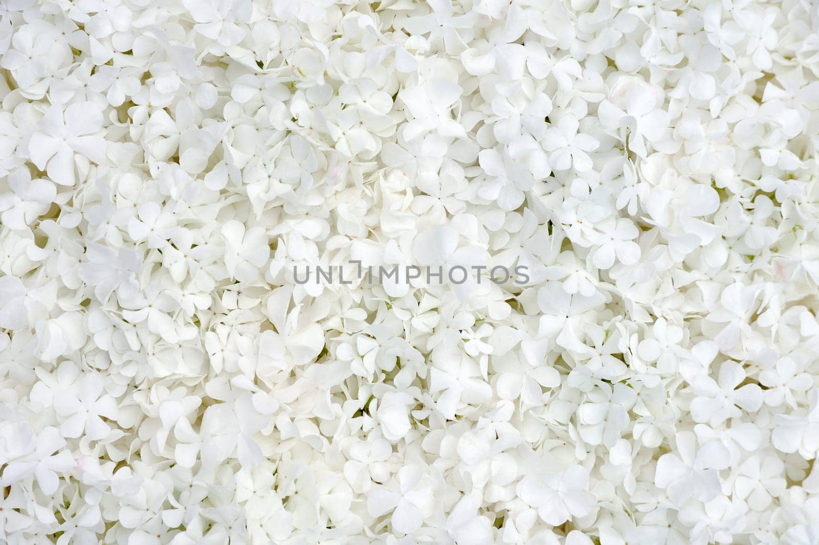 Guelder rose blossoms - background