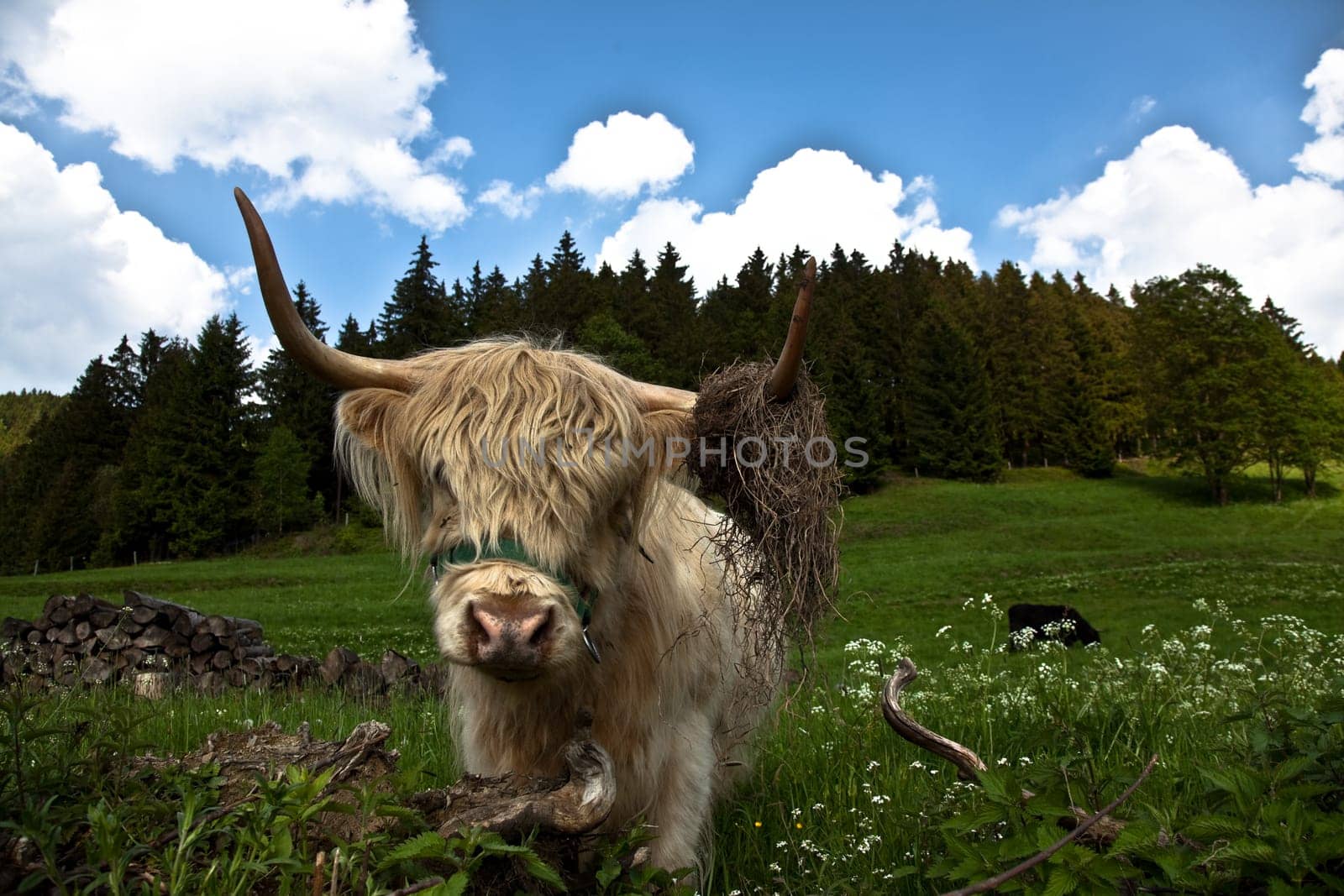 I was glad that it was only grass that the cow took on the horns....