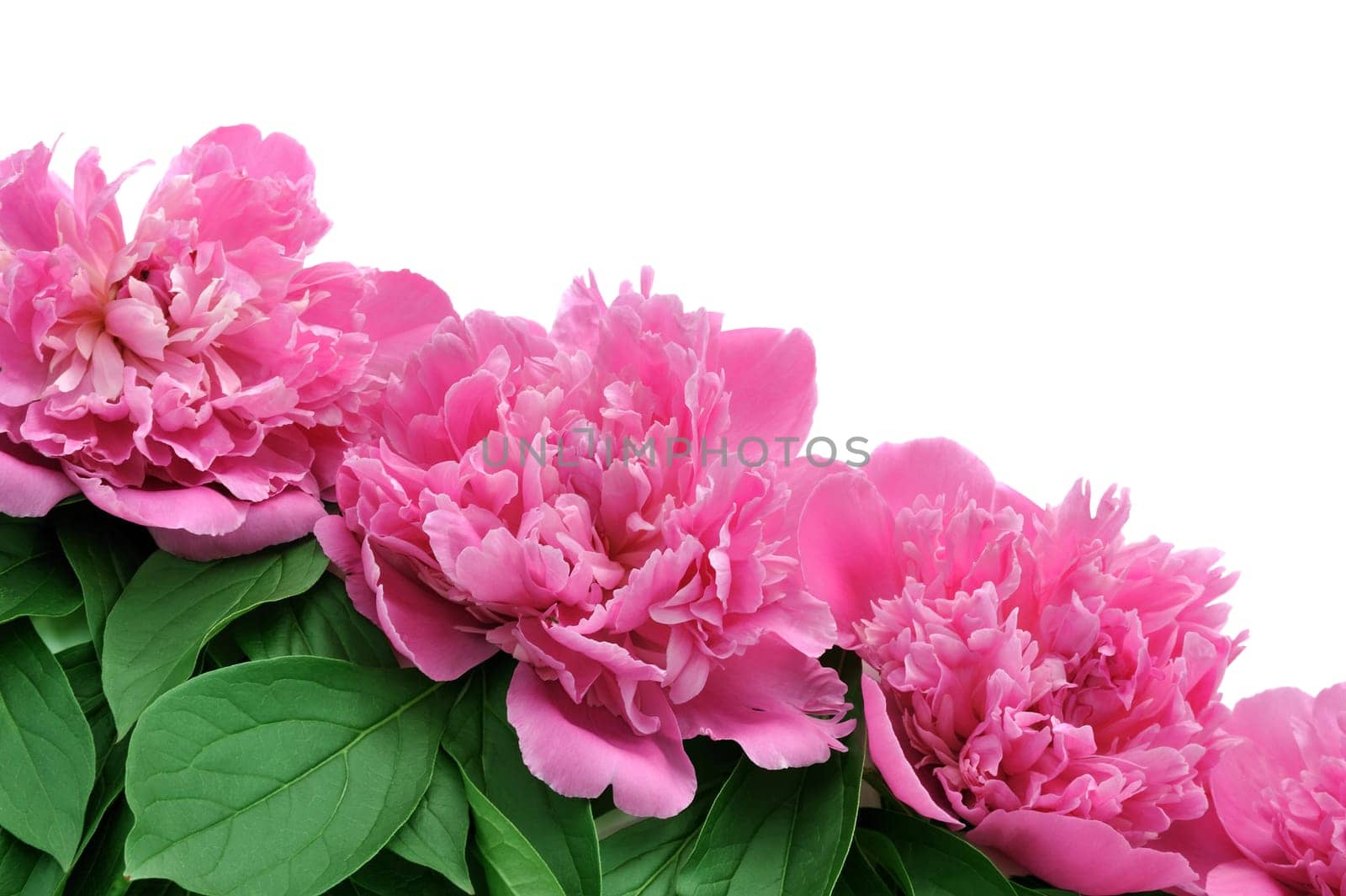 Peony over white background