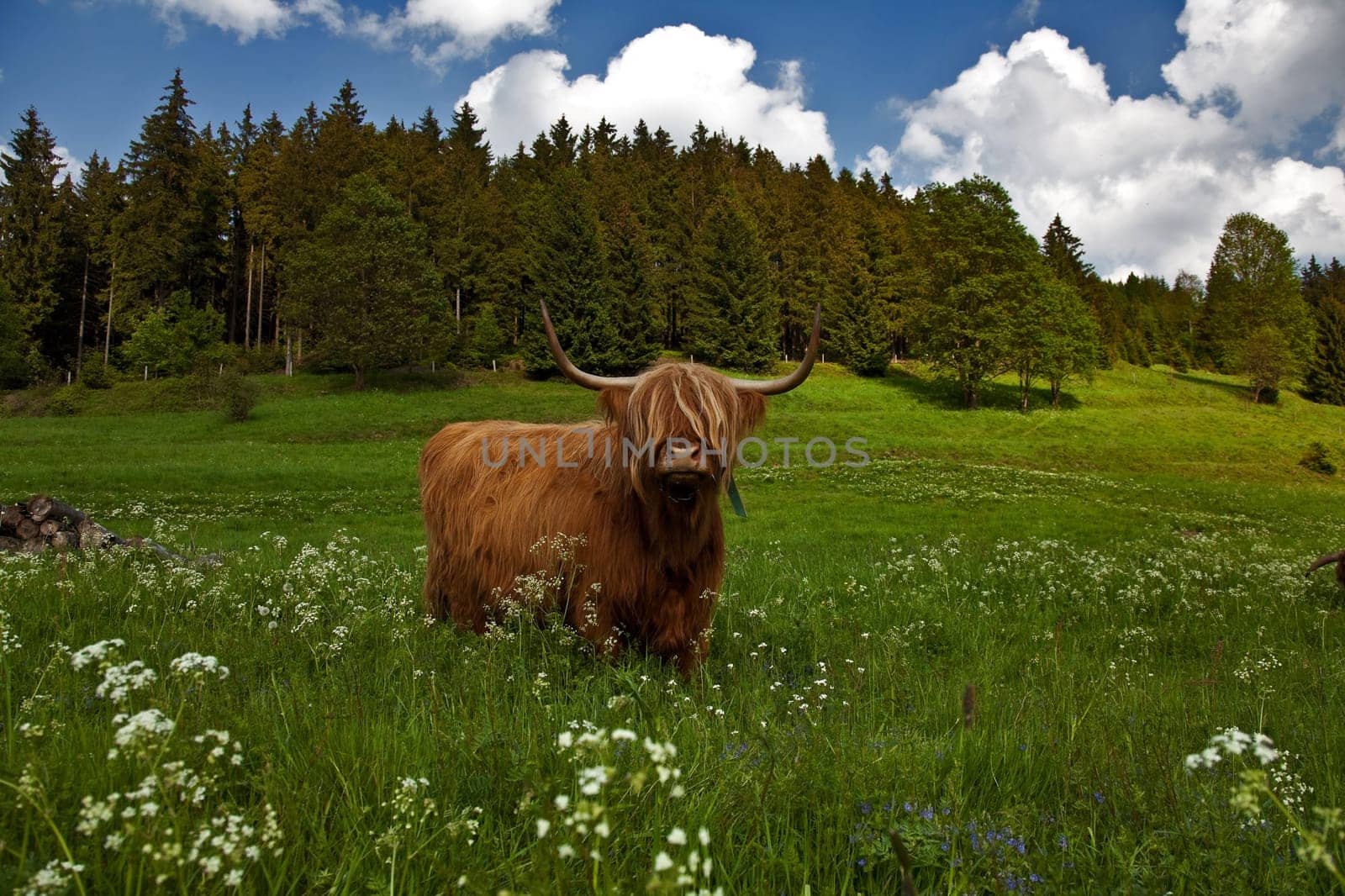 in the pasture...