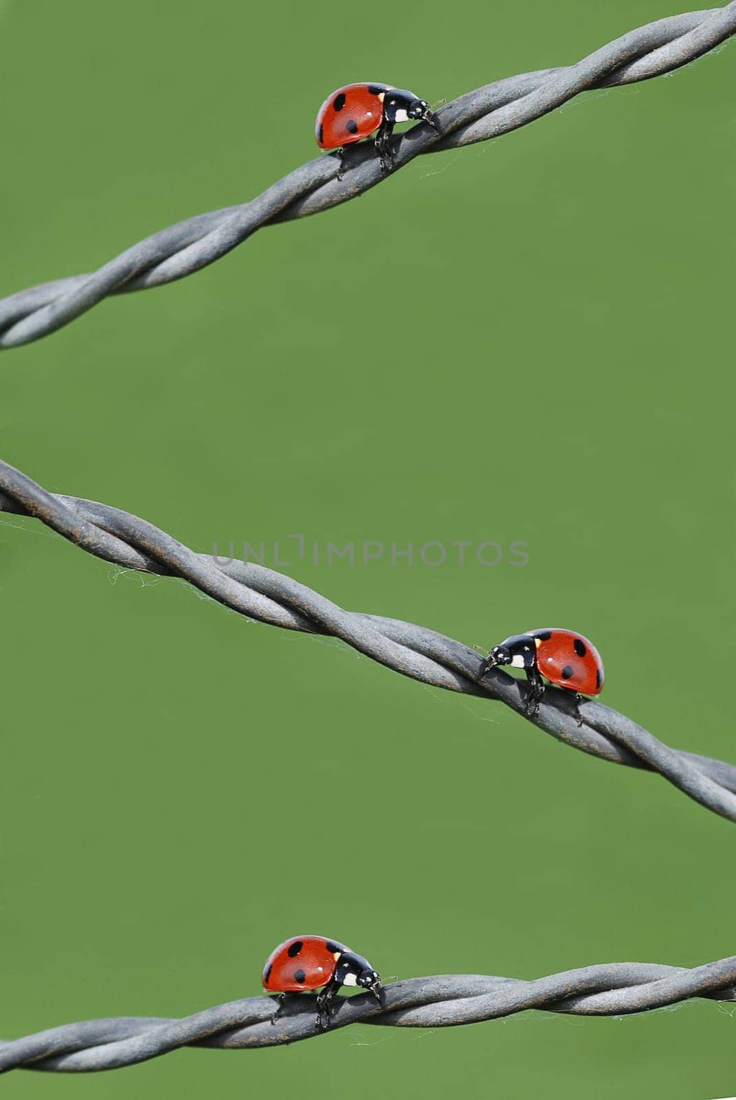 Ladybird