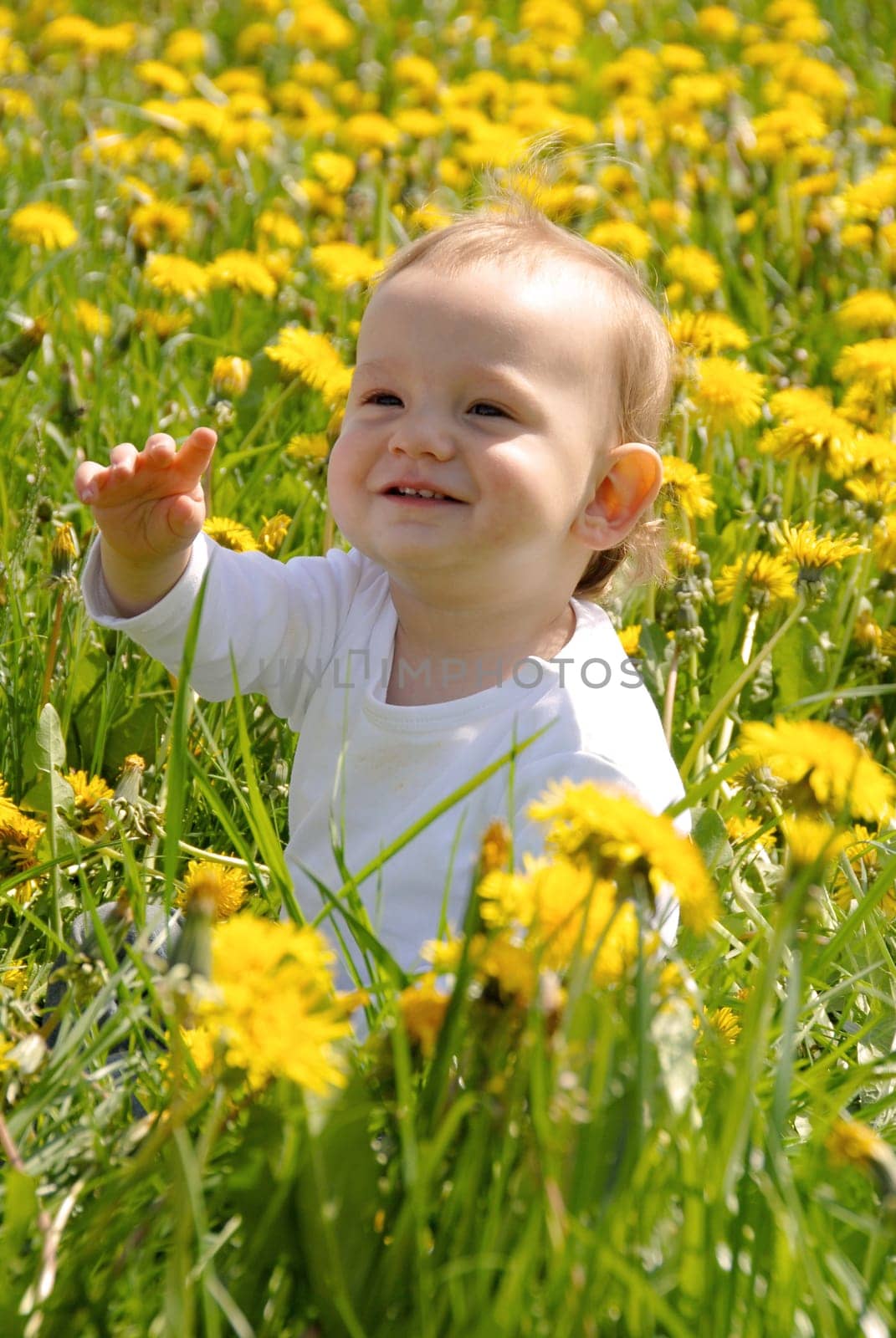 Toddler in dandelion field