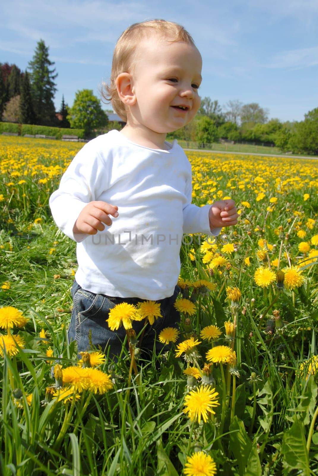 Toddler in dandelion field