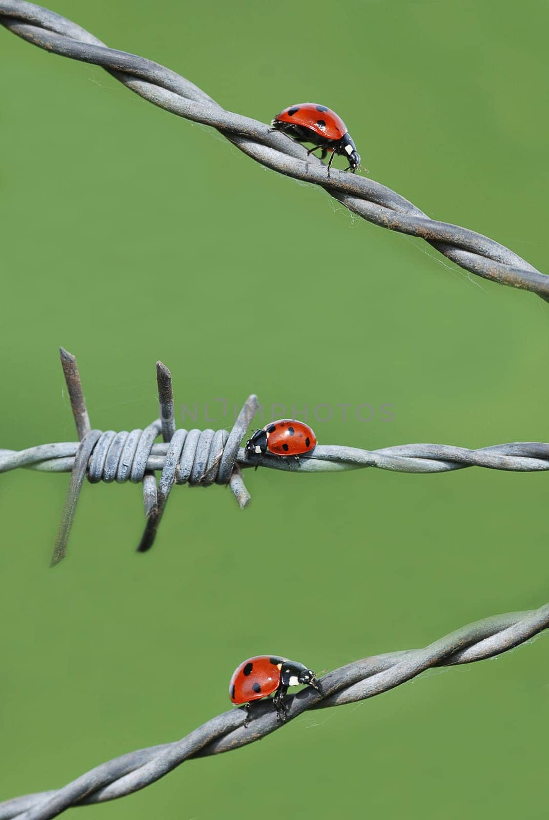 Ladybird