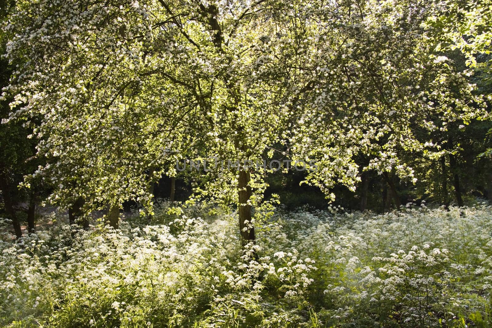 Blooming white tree and Cow parsley in spring