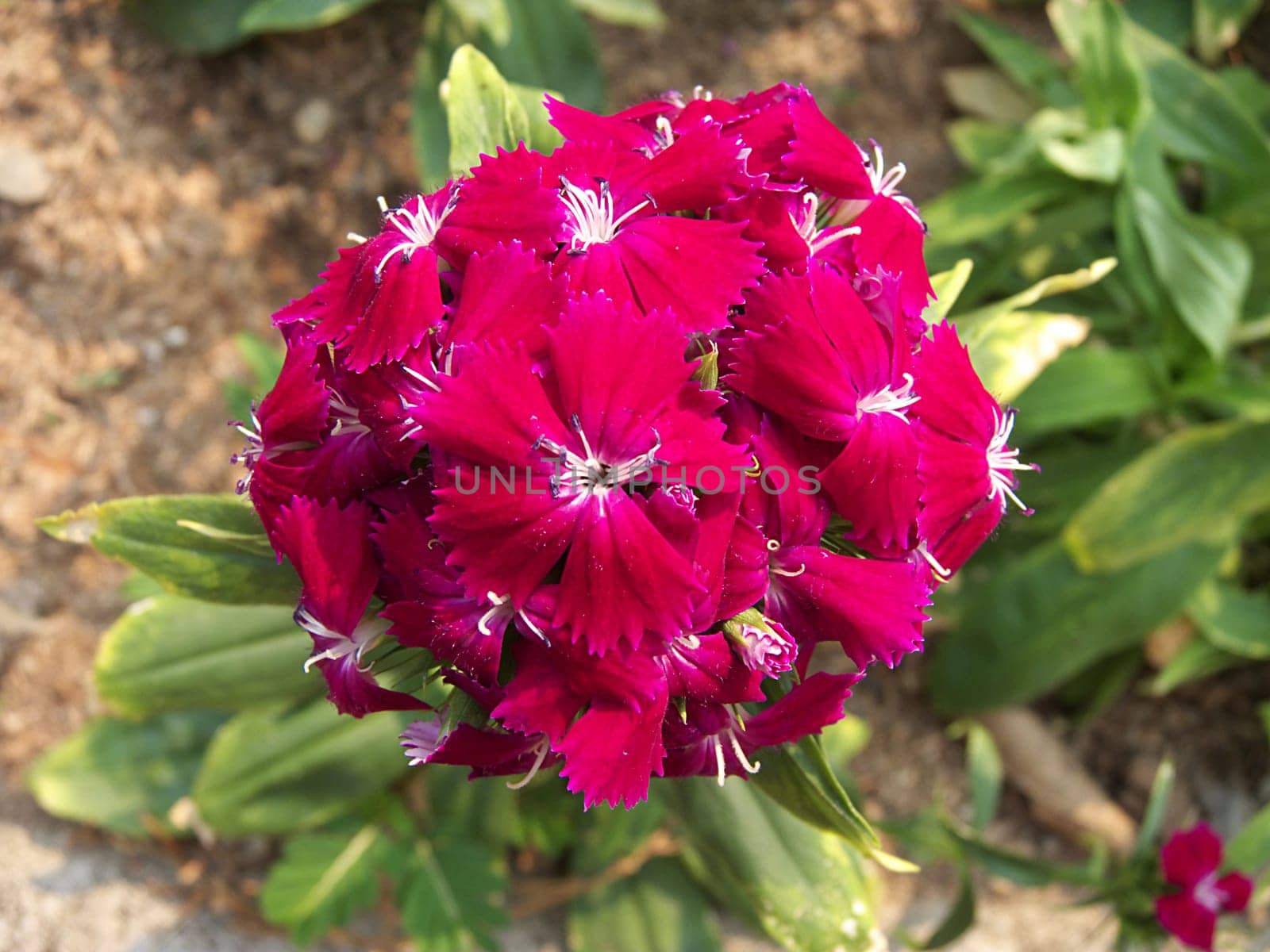sweet william