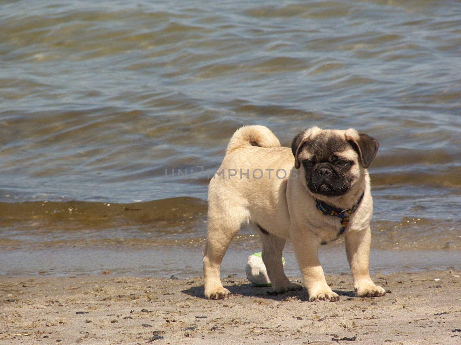 pug