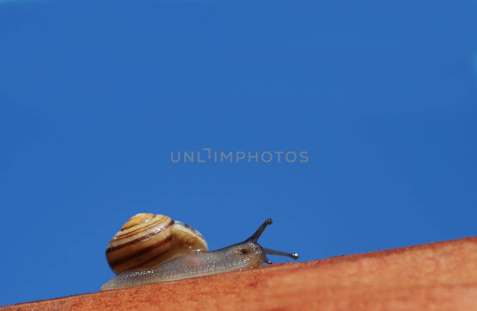 Snail on tour