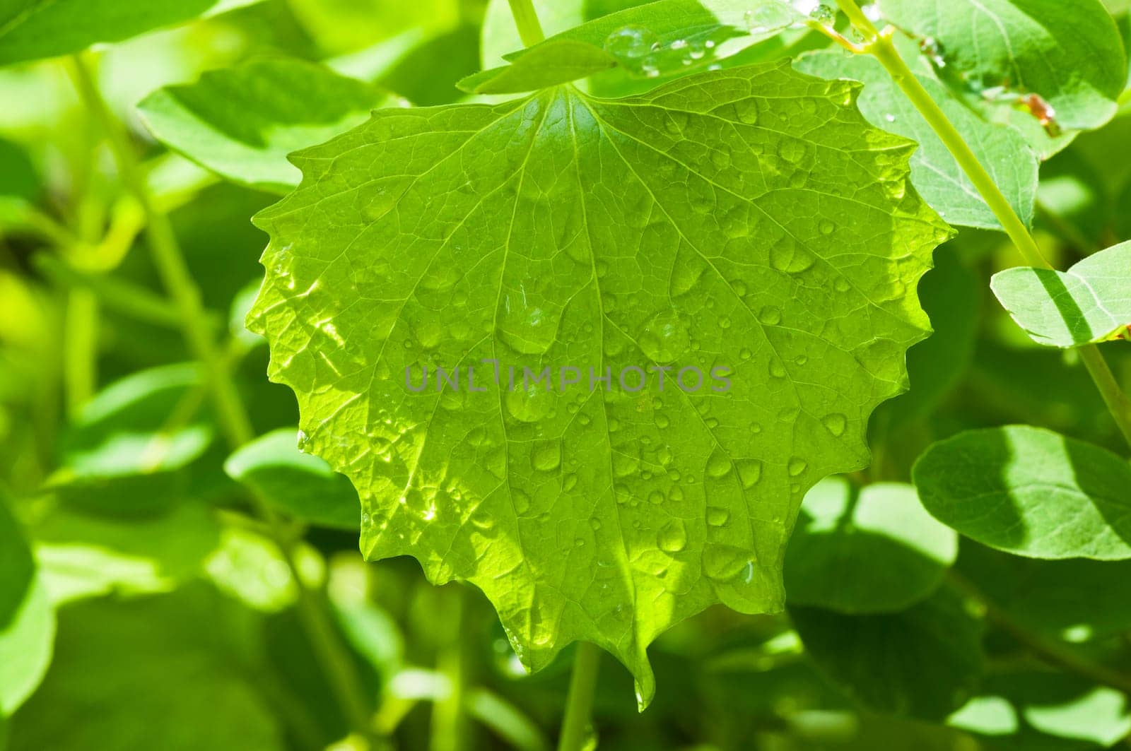 Leaf with water drops