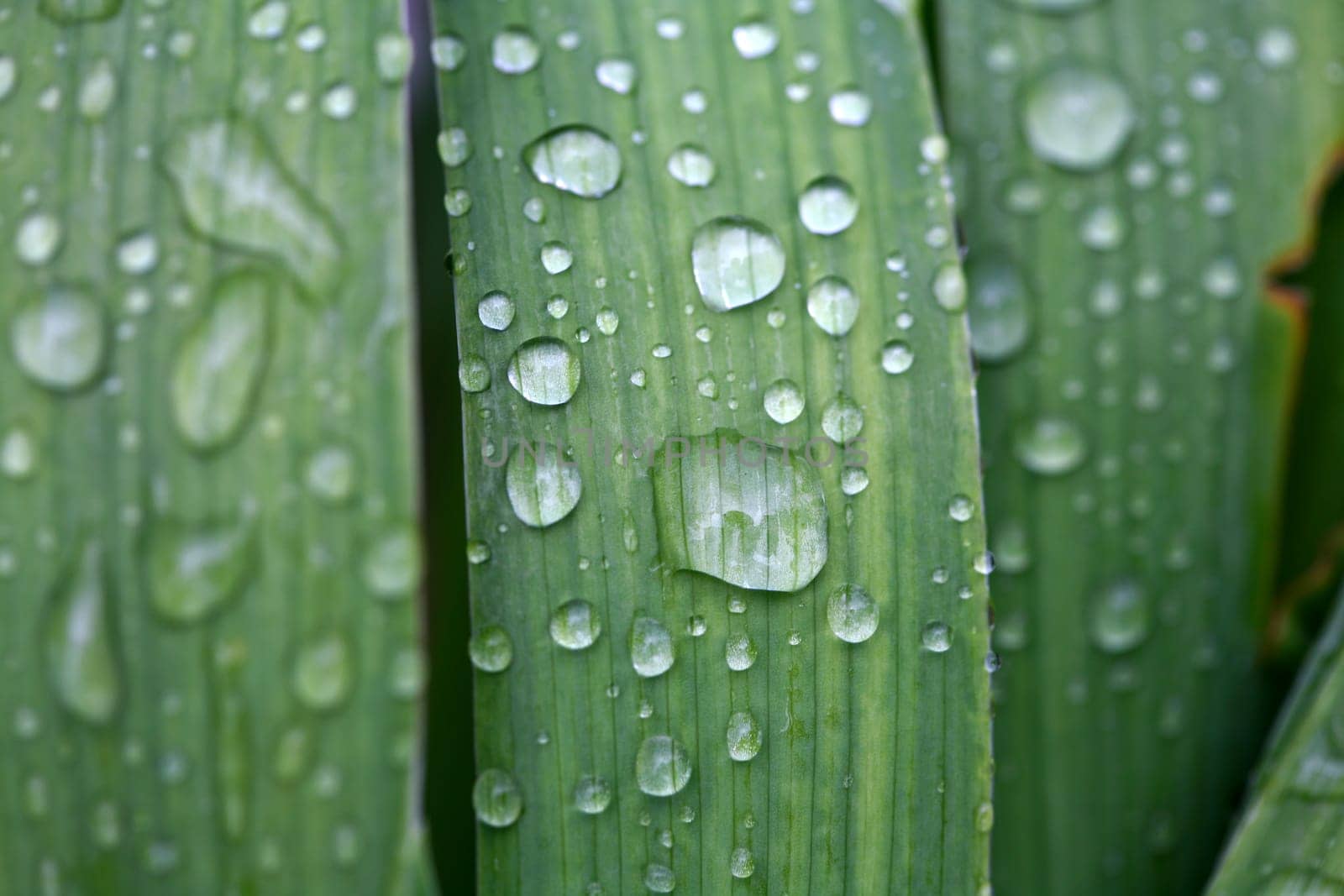 of water droplets on leaves