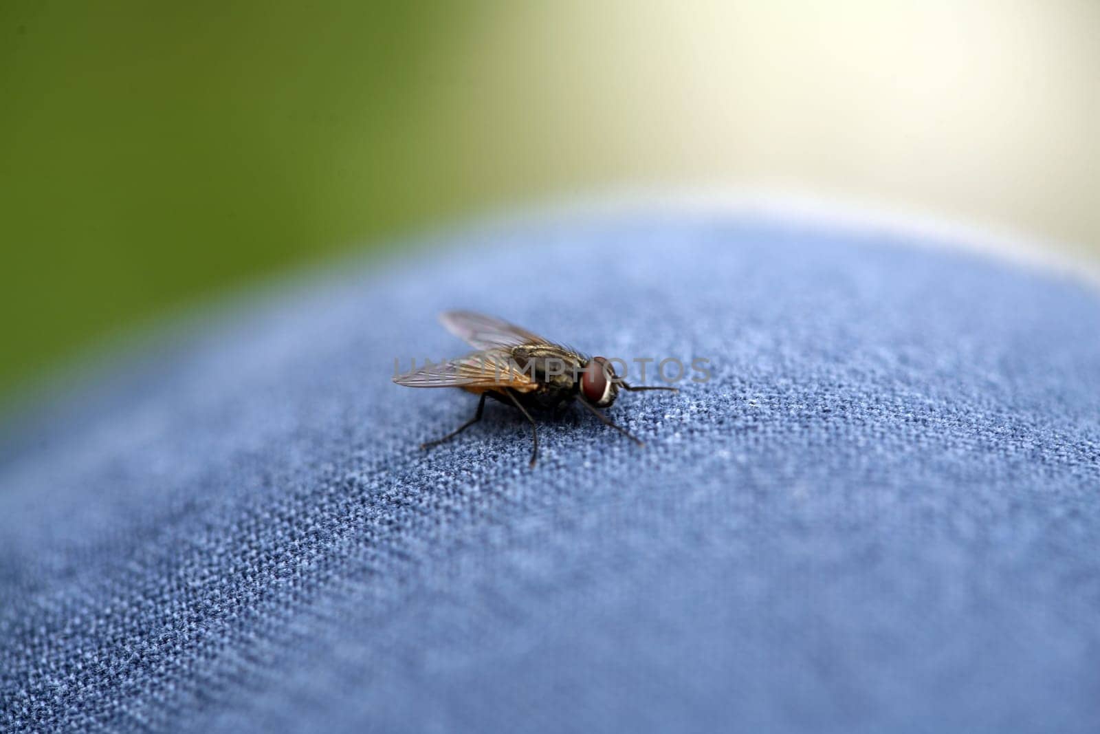 fly background