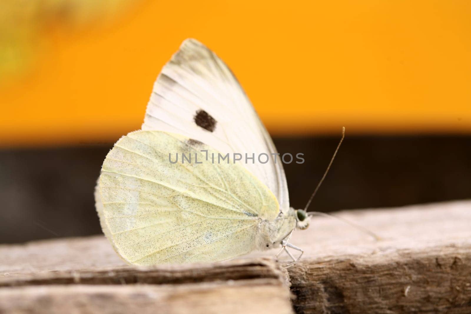 butterfly background