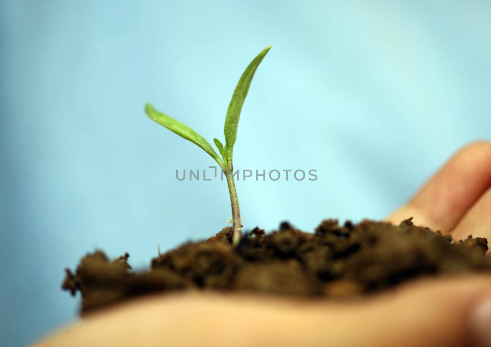 sapling background