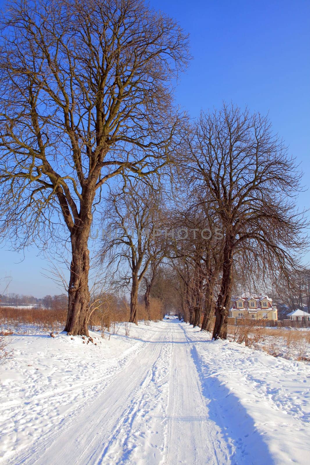 Winter scene