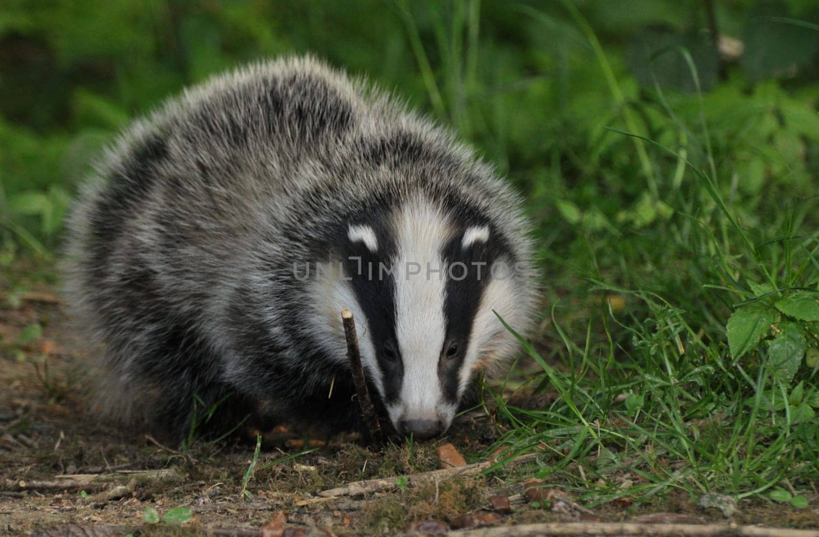 Badger 4
