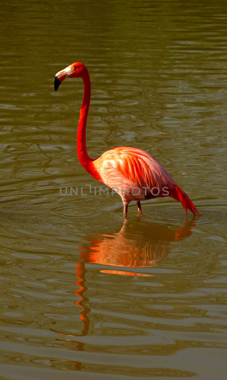 Cuban flamingo,Phoenicopterus ruber ruber