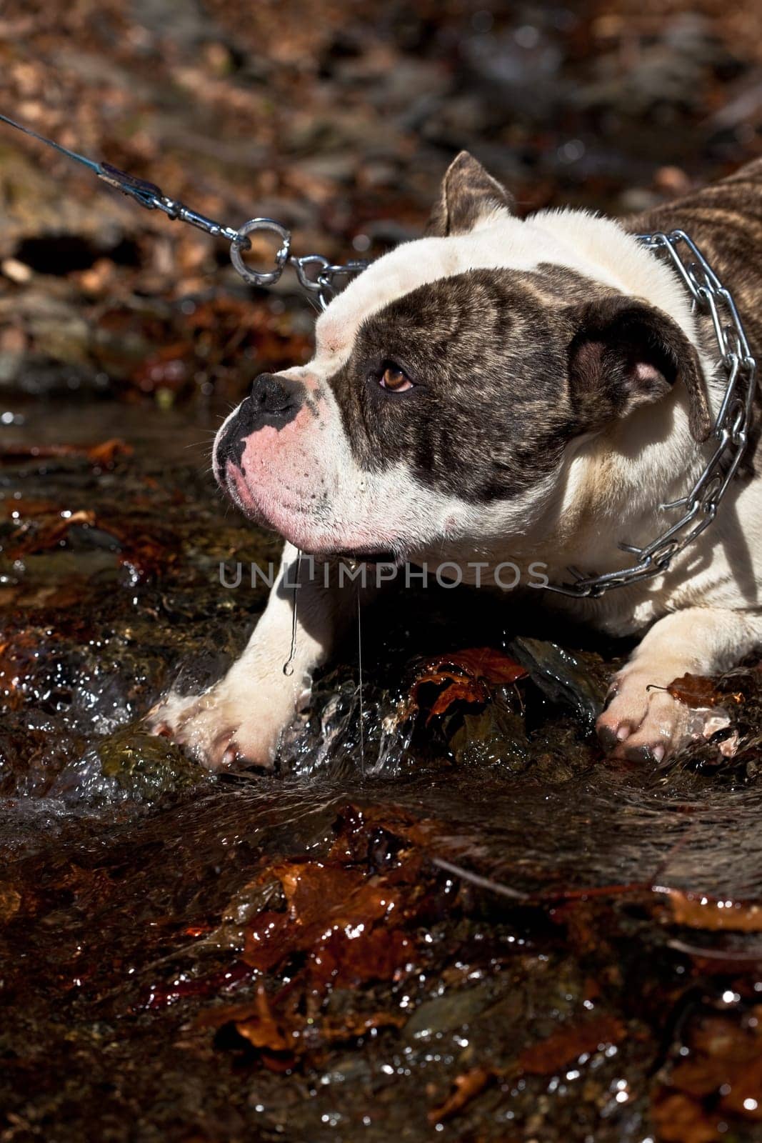 Refreshment