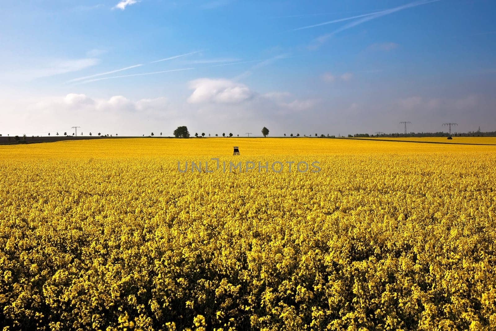 Rapeseed Hunter II