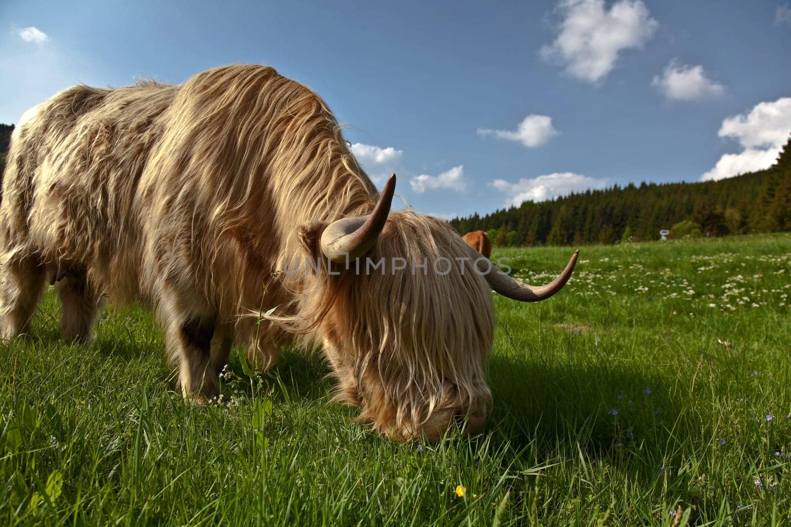 Lawnmower