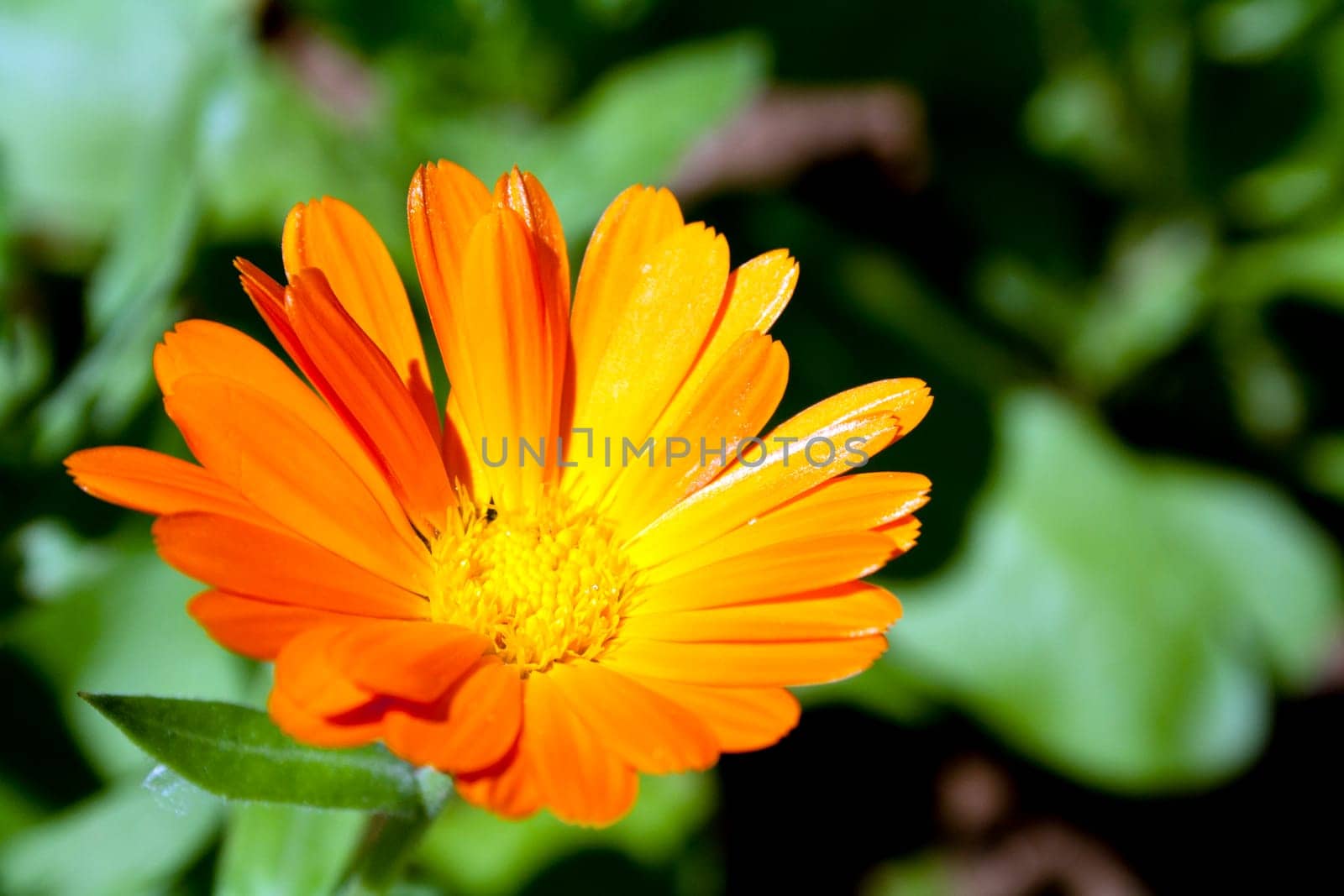 Marigold flower